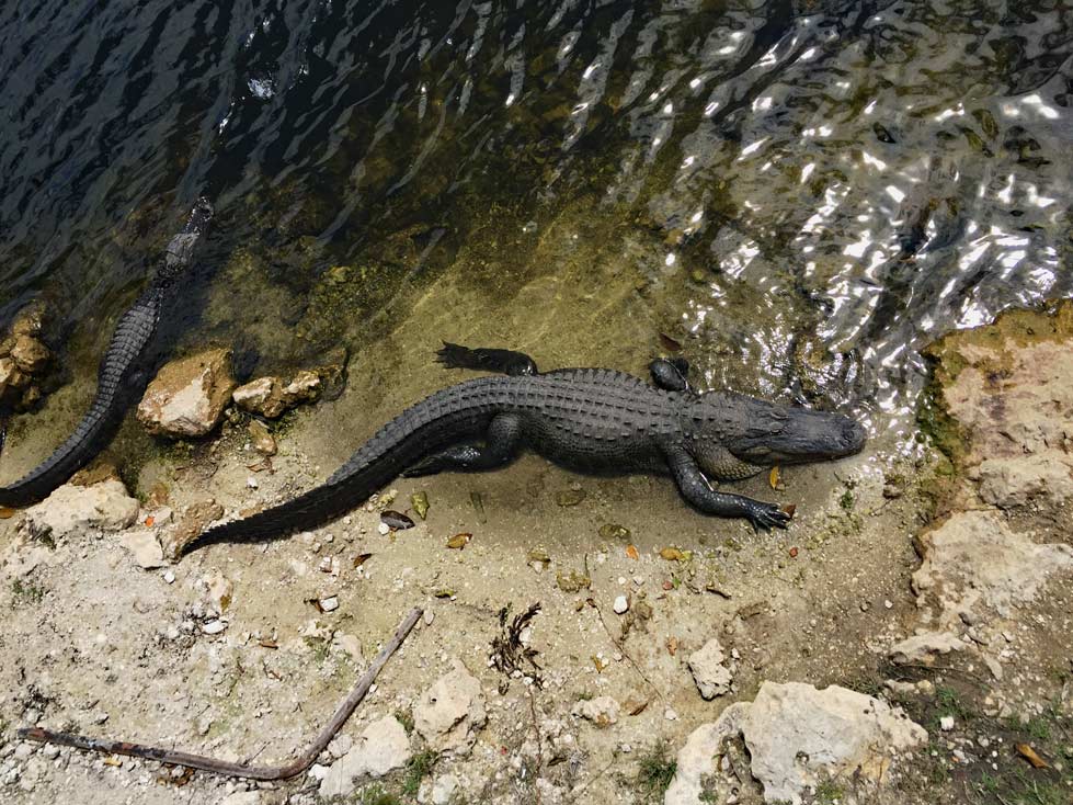 Route Florida - 2 Wochen Roadtrip mit Kindern Alligator-Everglades-highlights-Florida-Roadtrip-mit-kindern-2-wochen