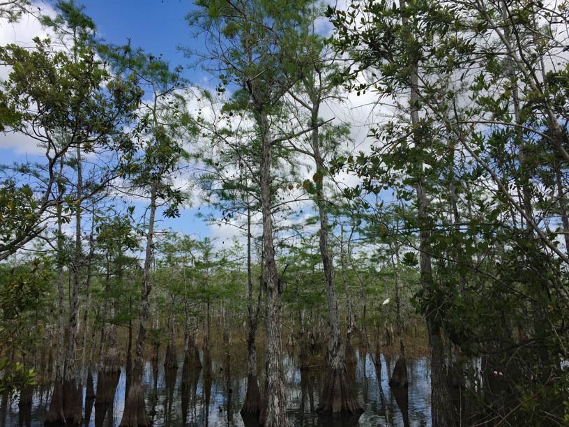 Florida Rundreise mit Kindern (2 Wochen) florida-Everglades-Loop-Road-mit-Kindern