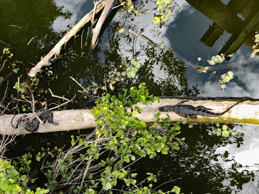 Route Florida - 2 Wochen Roadtrip mit Kindern Schlangen-Everglades-Florida-Familienurlaub-2-wochen