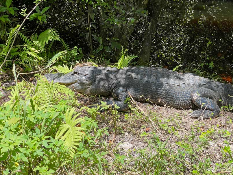 Route Florida - 2 Wochen Roadtrip mit Kindern alligator-everglades-florida-mit-kind-mietwagenrundreise