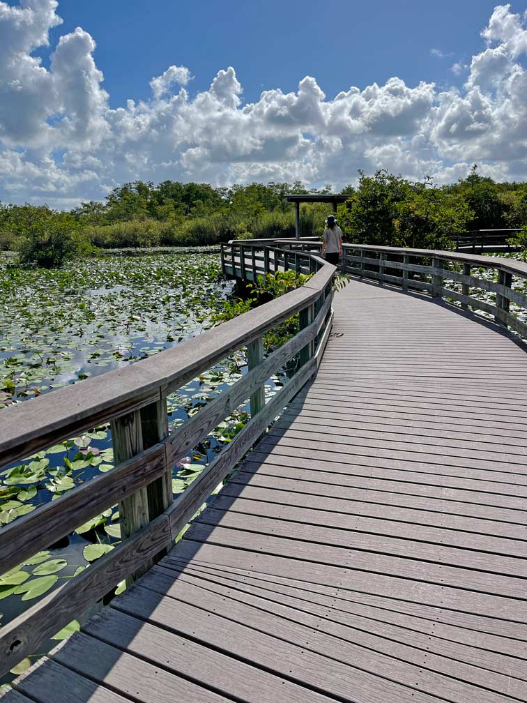 Route Florida - 2 Wochen Roadtrip mit Kindern boardwalk-anhinga-trail-everglades-florida-tipps-mietwagenrundreise-2-wochen