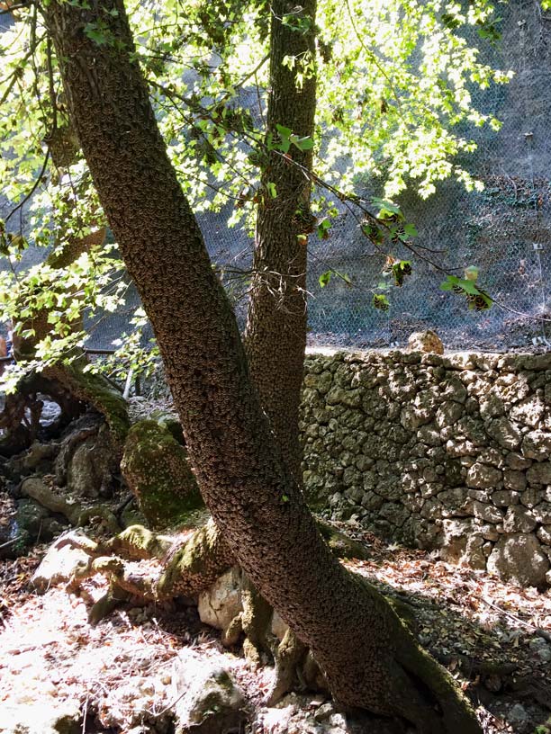 Rhodos mit Kindern - Unsere griechische Lieblingsinsel mit dem Mietwagen erkundet Schmetterlingstal-Petaloudes-Rhodos-