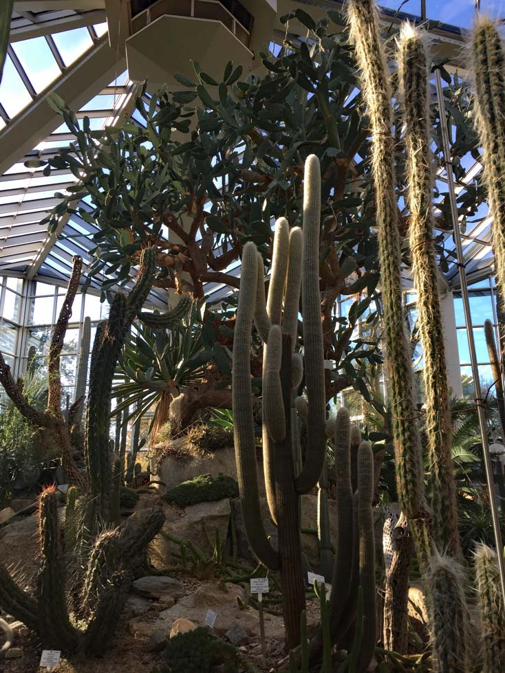 Palmengarten Frankfurt - Wüste und Tropen in der Stadt kakteen im palmengarten frankfurt