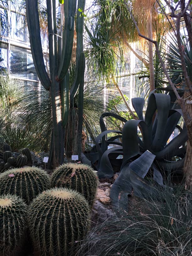 Palmengarten Frankfurt - Wüste und Tropen in der Stadt kakteen im palmengarten Frankfurt