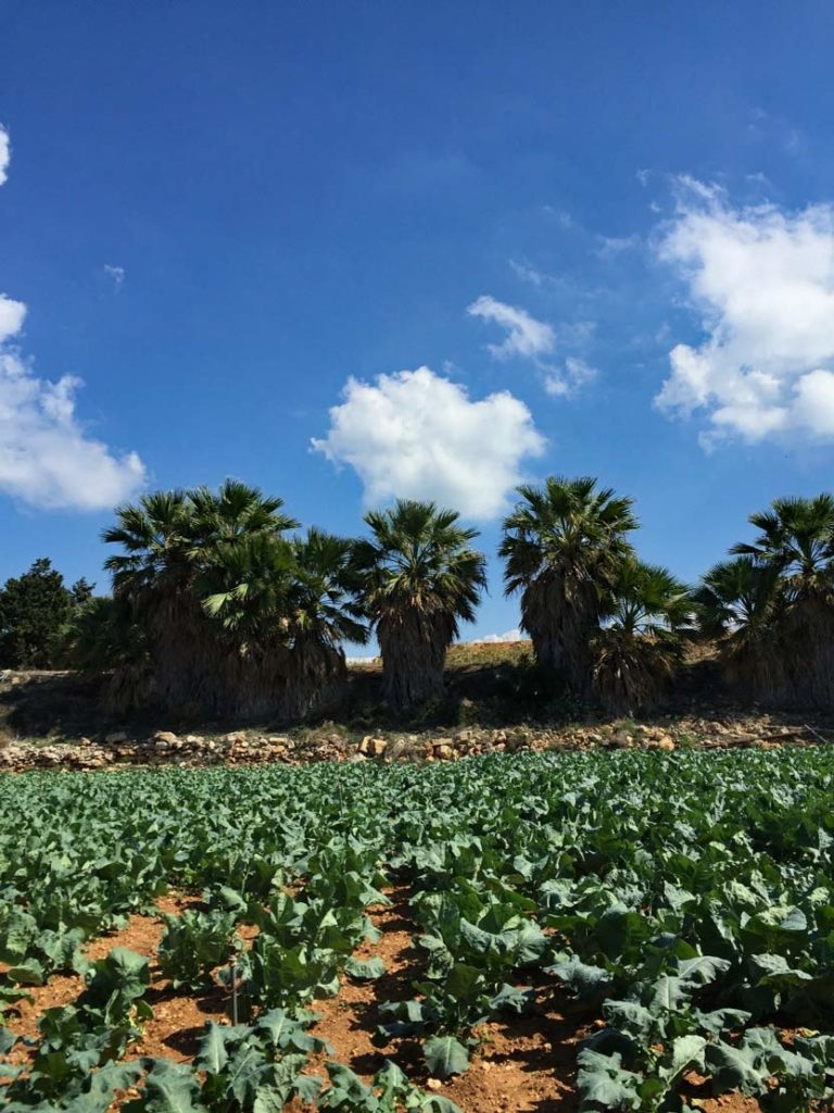 malta-feld-landwirtschaft