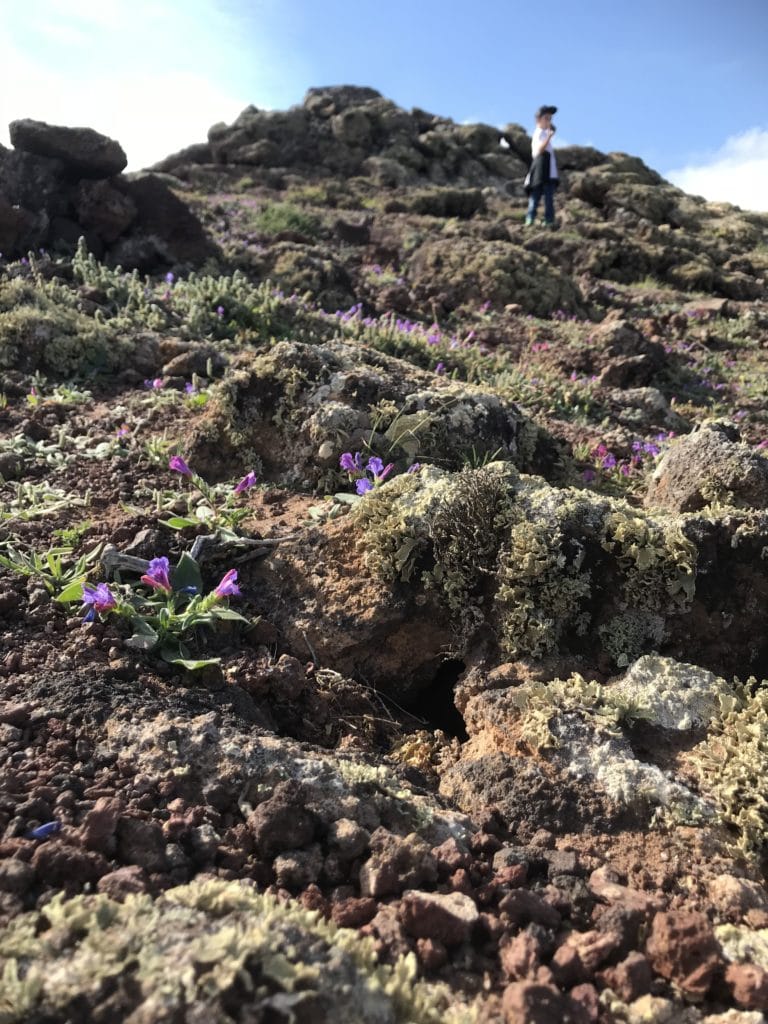 Lanzarote mit Kindern - mit dem Mietwagen mitten durch Vulkanlandschaften Montana Baja Lanzarote