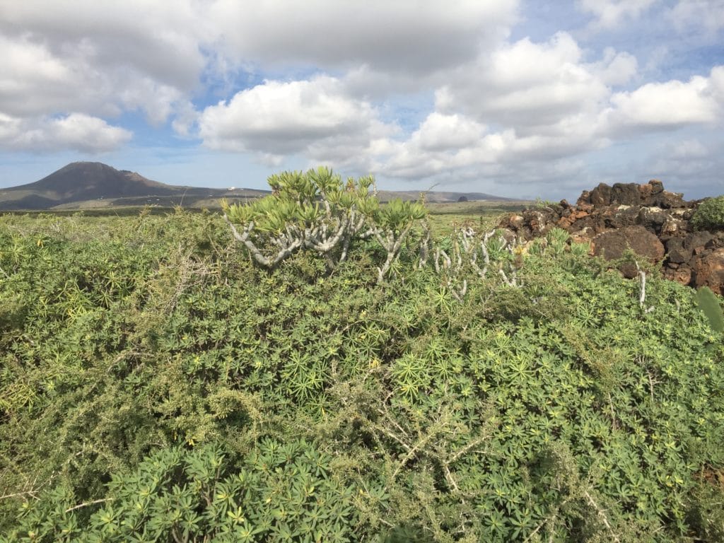 Lanzarote mit Kindern - mit dem Mietwagen mitten durch Vulkanlandschaften Umgebung cueva de los verdes