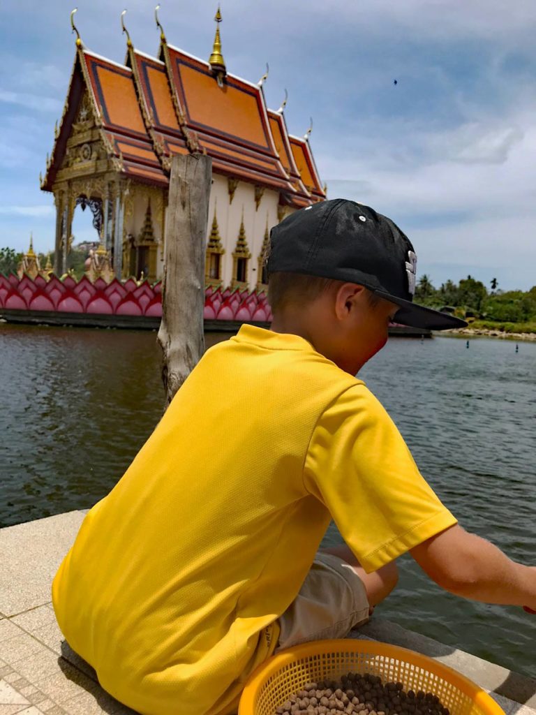 Koh Samui mit Kindern fischefuettern_tempel_koh_samui_mit_kindern