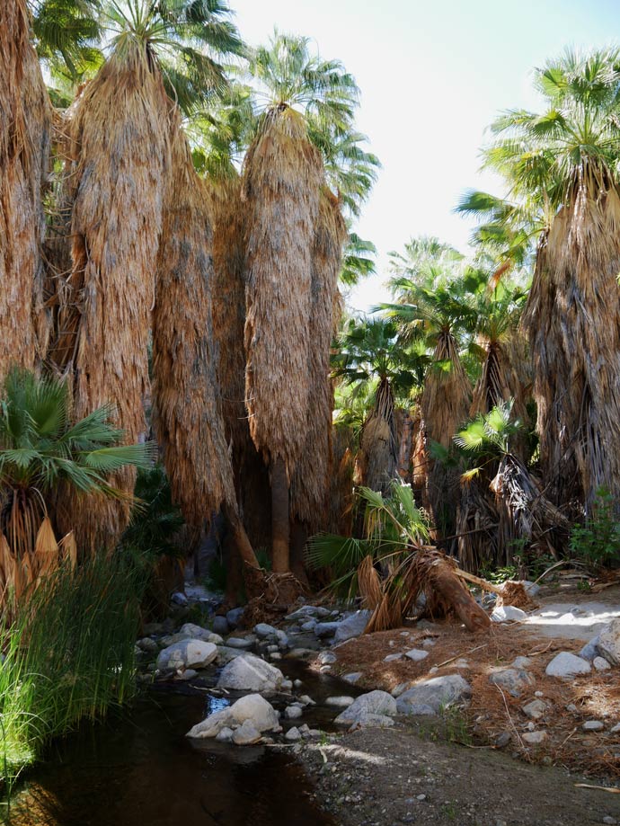 buschige-palmen-an-wasserlauf-in-indian-canyons