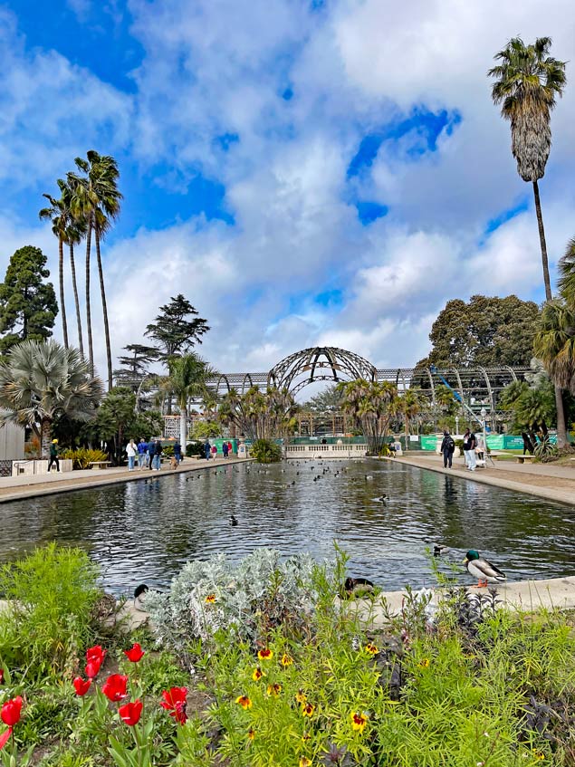 lily-pond-im-balboa-park-in-san-diego-mit-enten-im-hintergrund-geruest-des-botanischen-gartens