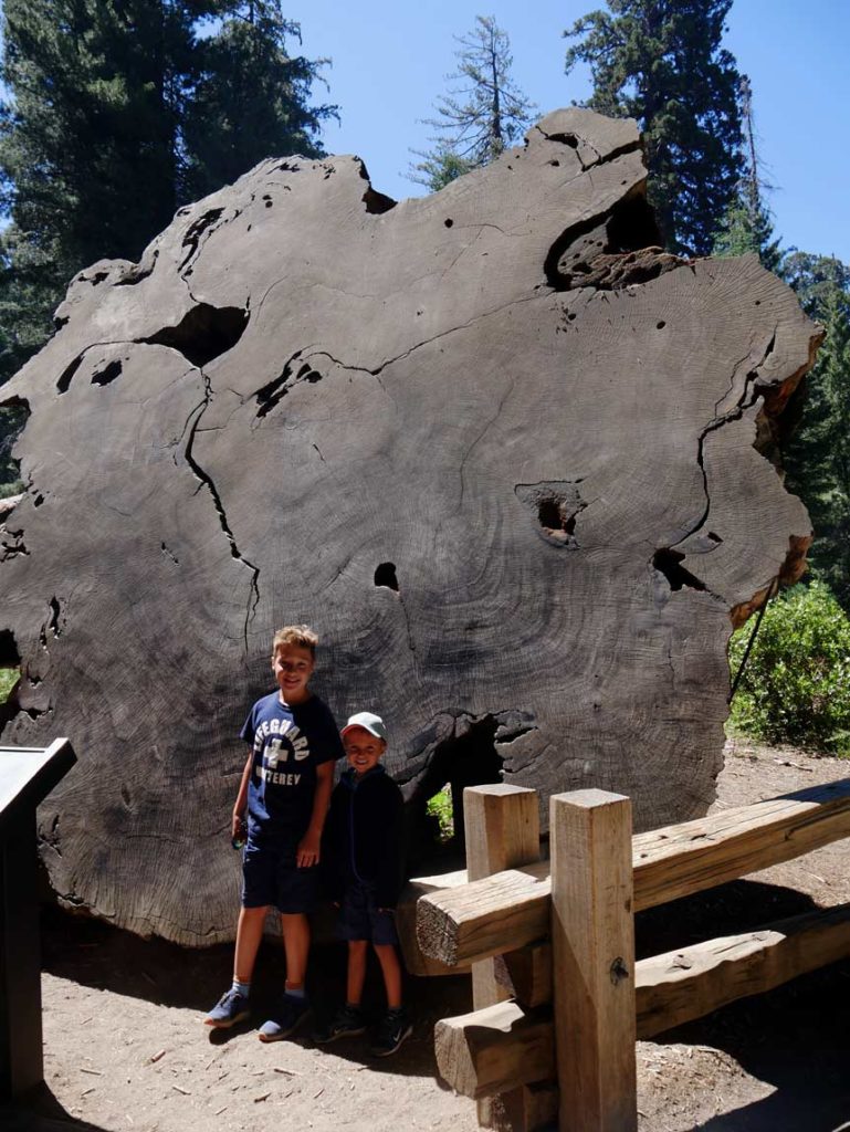 Sequoia Nationalpark mit Kindern baumscheibe-redwoodbaum-riesenmammutbaum-sequoia-nationalpark-mit-kindern