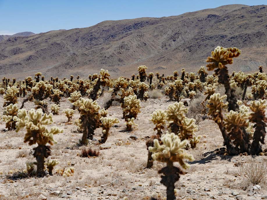 ansammlung-von-vielen-flauschig-aussehenden-cholla-kakteen-im-joshua-tree