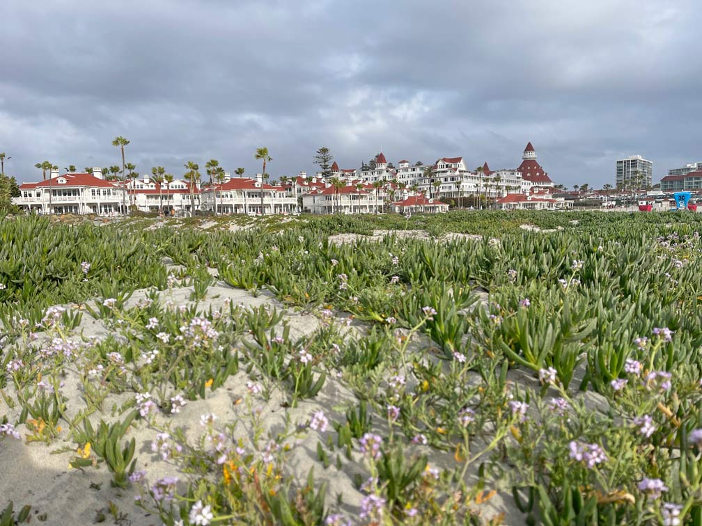 begruente-sandduene-mit-grossen-hotel-del-coronado-im-hintergrund-in-san-diego