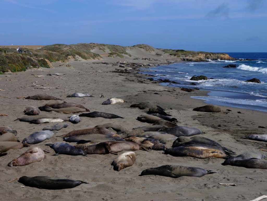 Highway 1 - Traumstraße Kaliforniens elephant-seal-vista-point-highway-1-mit-kindern