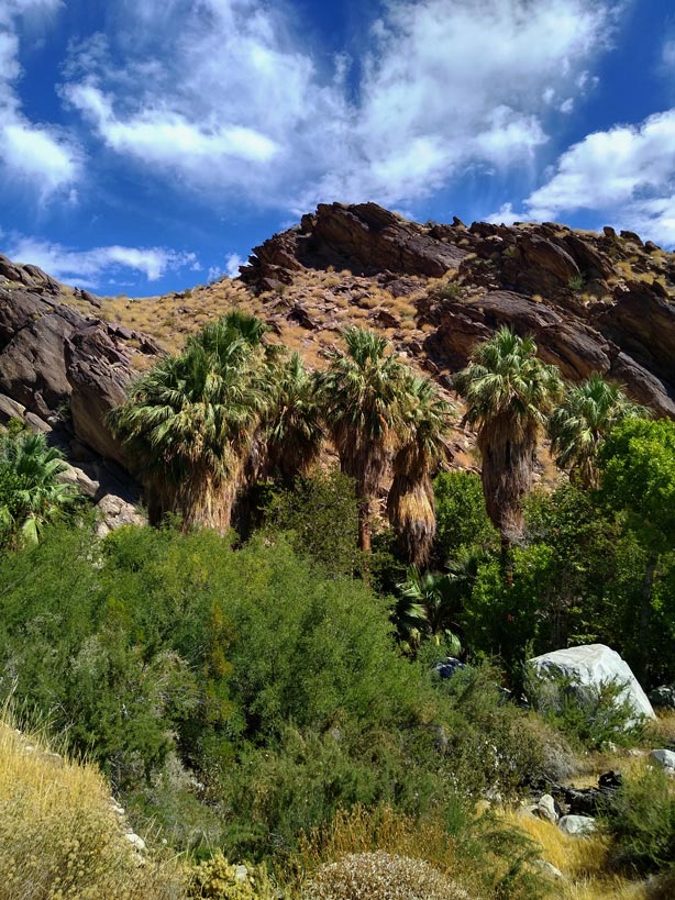 palmen-an-felsen-in-indian-canyons-bei-palm-springs