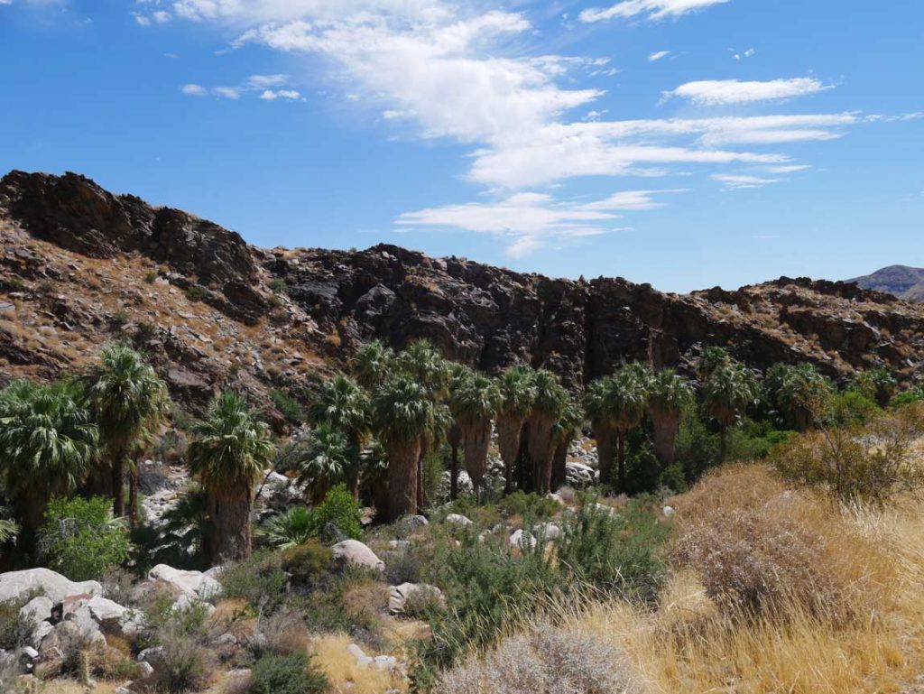 palmenoase-in-den-indian-canyons-bei-palm-springs