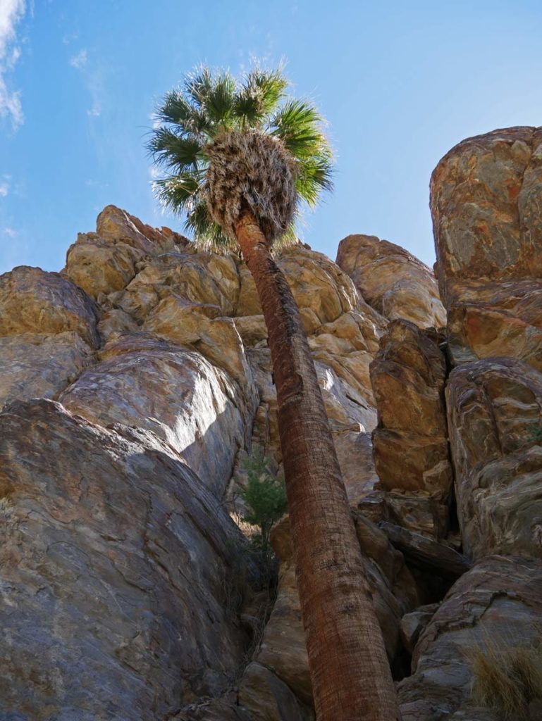 hohe-palme-an-felsen-in-palm-springs