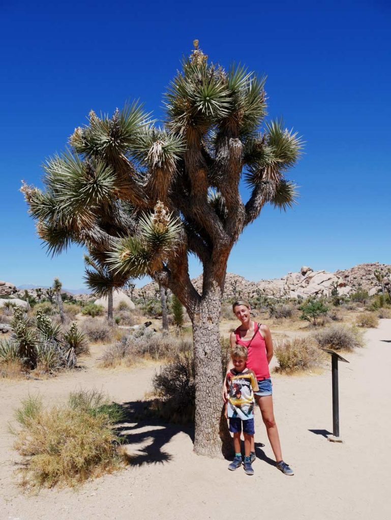 mutter-und-sohn-vor-joshua-tree-baum-in-der-wueste