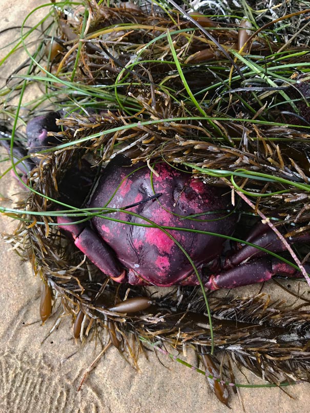 Los Angeles Strände mit Kindern entdecken krebs-strand-kalifornien-los-angeles-mit-kindern