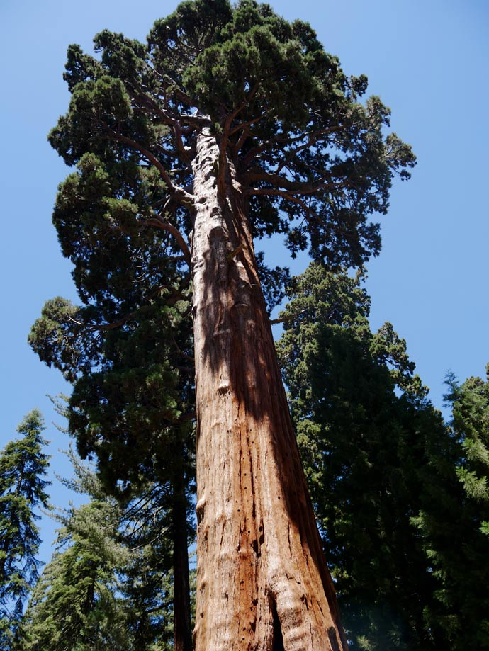 kuestenmammutbaum-riesenmammutbaum-sequoia-nationalpark-mit-kindern