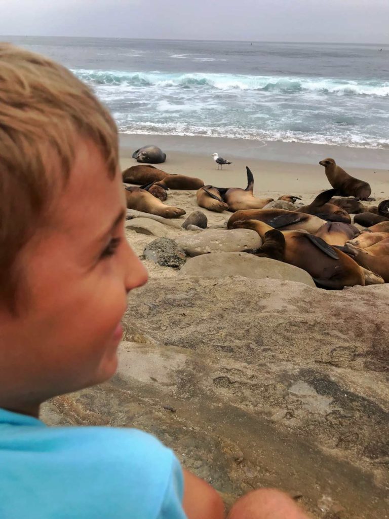 staedtereisen-usa-mit-kind-la-jolla-seehunde-san-diego
