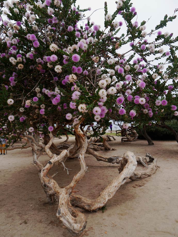 San Diego mit Kindern erleben bluehender-baum-am-strand-san-diego