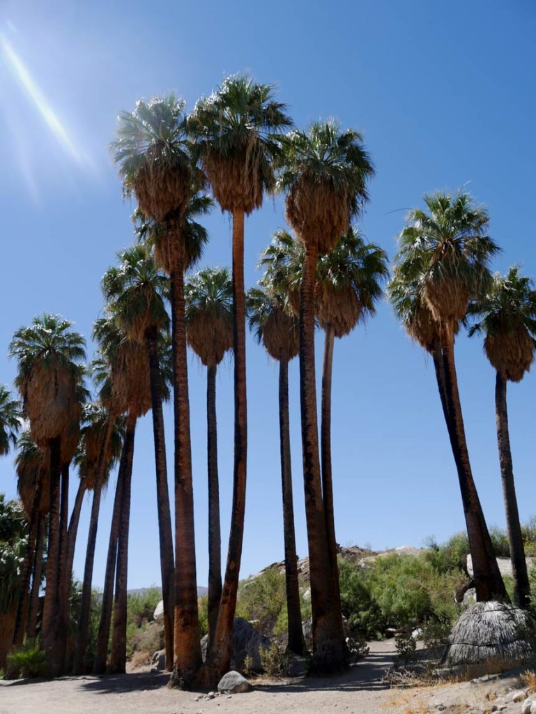 mehrere-hohe-palmen-bei-palm-springs