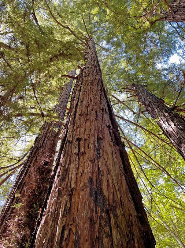 Highway 1 - Highlights auf der Traumstraße Kaliforniens redwoods-highway1-tipps-kalifornien
