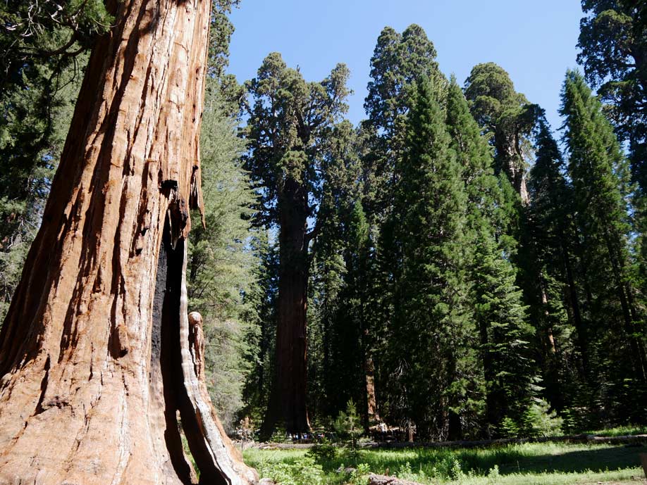 Sequoia Nationalpark mit Kindern riesenmammutbaeume sequoia nationalpark mit kindern