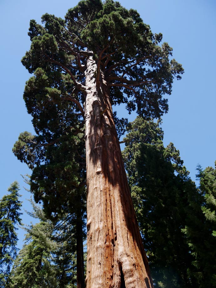 riesenmammutbaum sequoia nationalpark roadtrip kalifornien sehenswuerdigkeiten