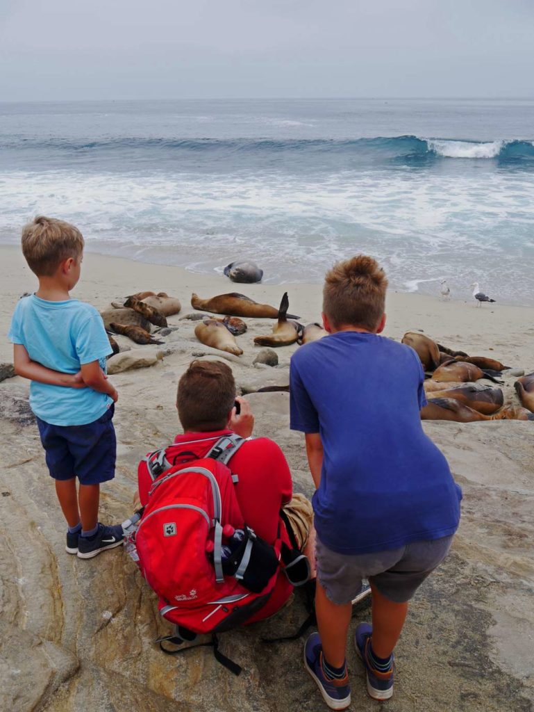 familie-beobachtet-seehunde-seerobben-la-jolla-san-diego-am-strand