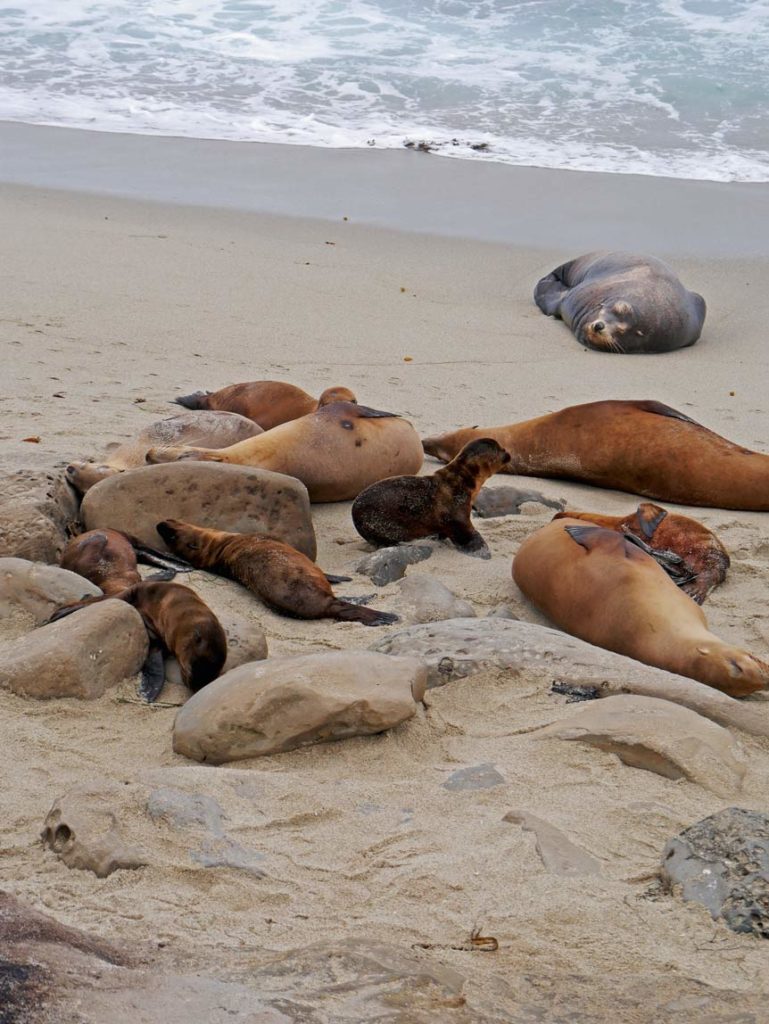 seehunde-am-strand-in-la-jolla