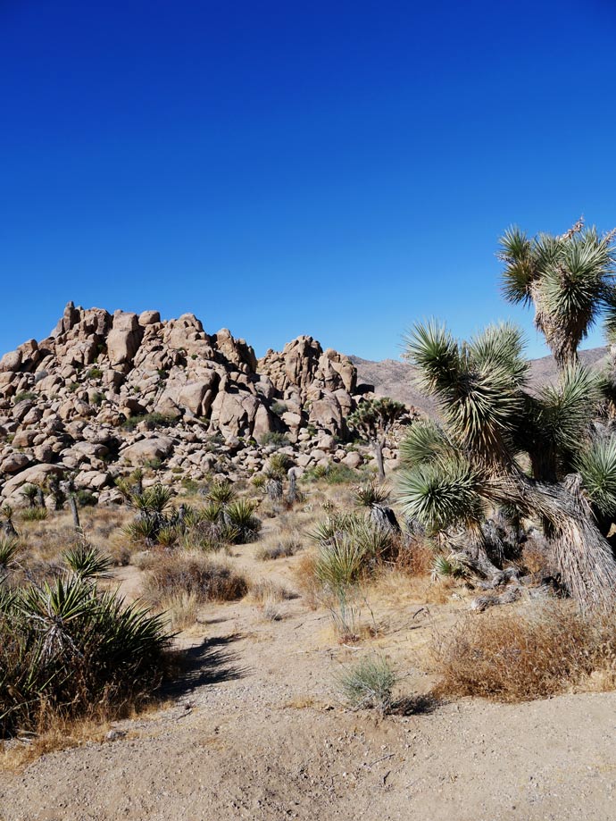 joshua-tree-wueste-kalifornien-palm-springs-mit-kindern
