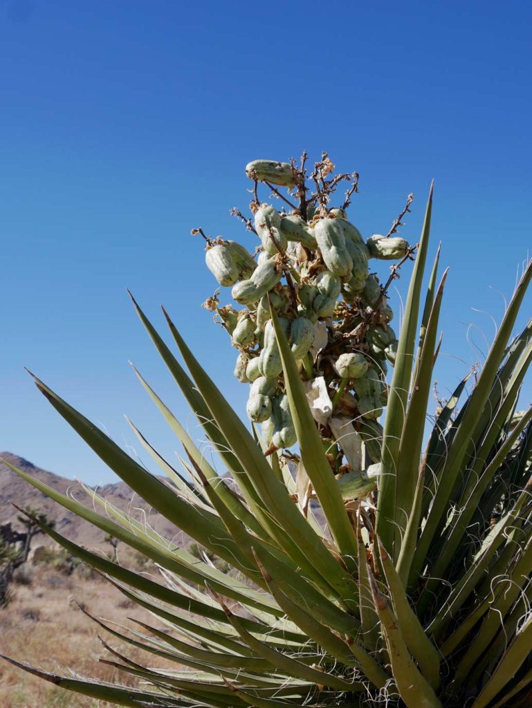 bluehende-yucca-pflanze-in-der-wueste