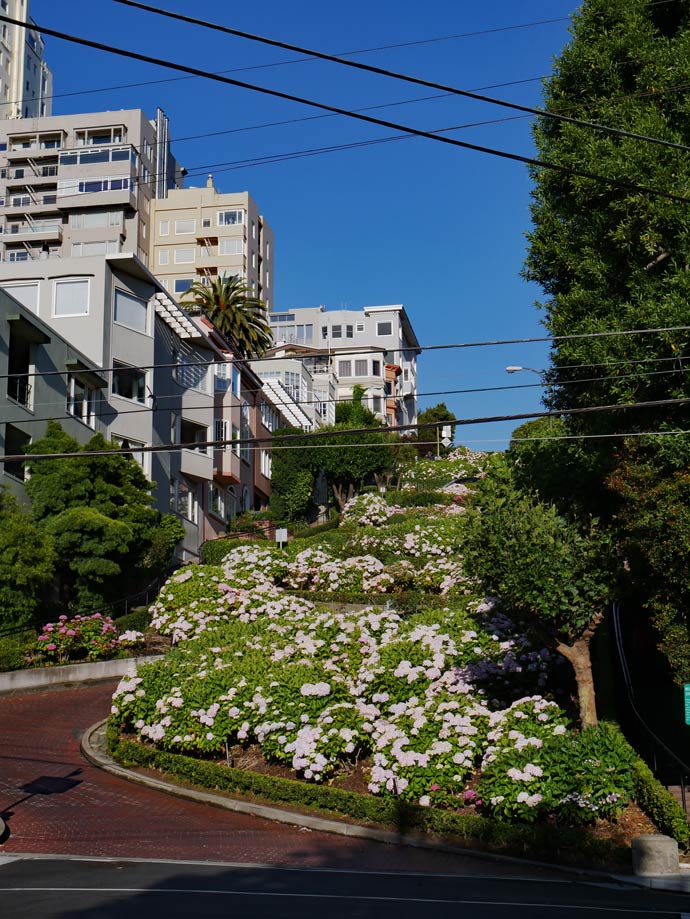 kurvige-lombard-street-in-san-francisco-mit-bluehenden-blumen-und-wohnhaeusern-an-der-seite