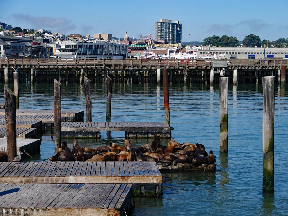 mehrere-seeloewen-liegen-auf-einem-holzsteg-am-pier-39-im-hintergrund-sieht-man-san-francisco