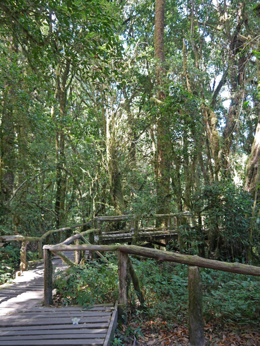 Chiang Mai und Chiang Rai mit Kindern ang ka luang nature trail doi inthanon chiang mai mit kindern