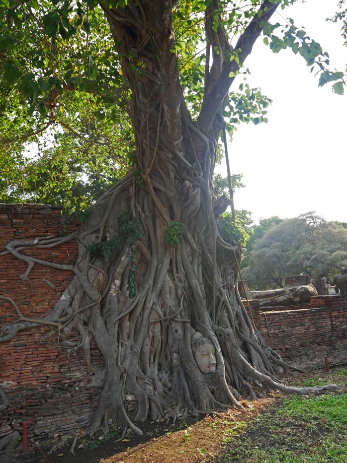 buddha head in tree ayutthaya thailand mit kindern