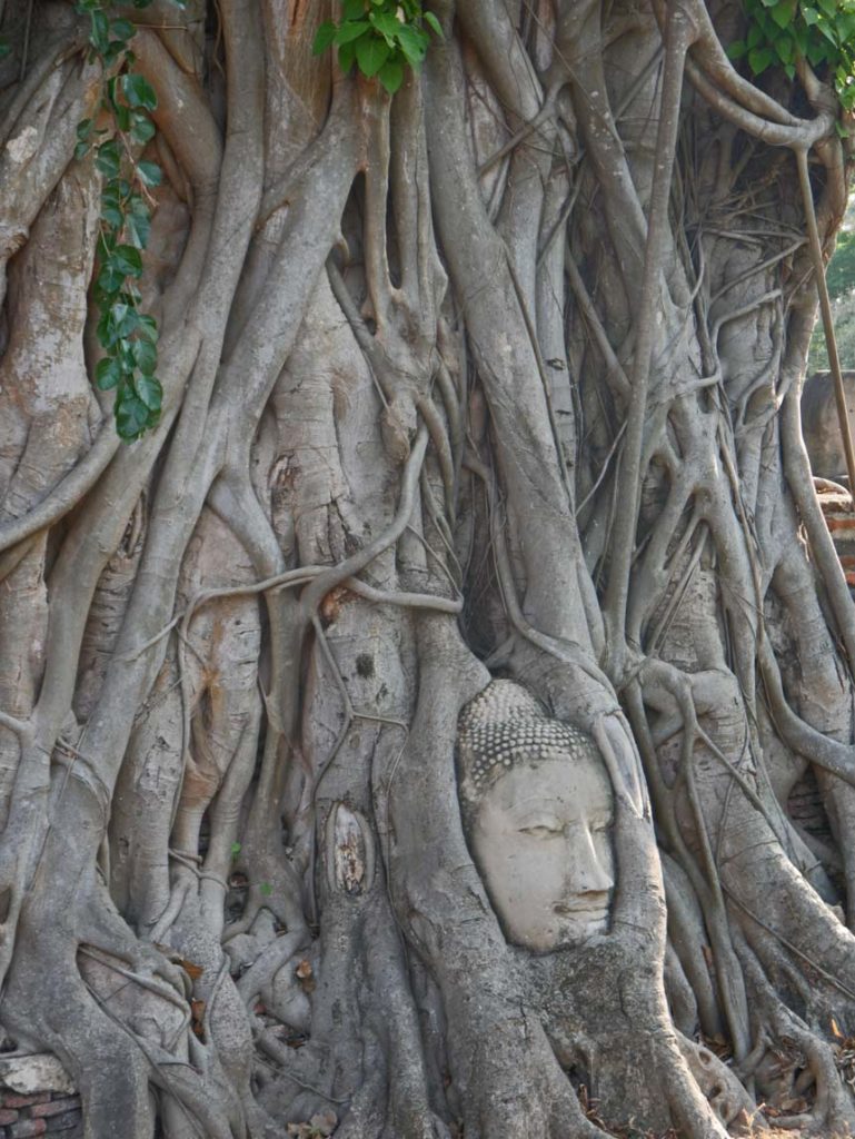 buddha-kopf-baum-ayutthaya-mit-kindern