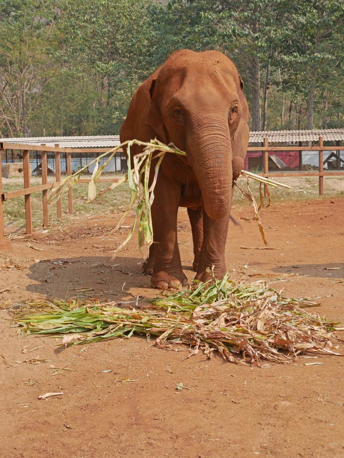 elephant-nature-camp-thailand-chiang-mai-mit-kindern