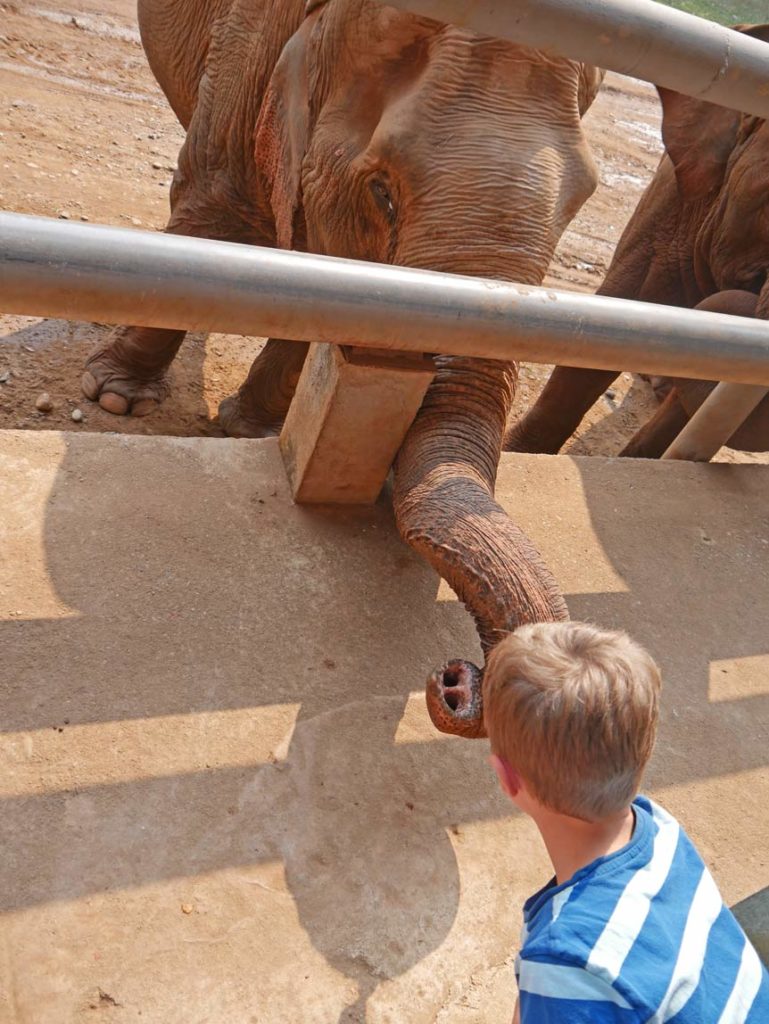 elefanten-fuettern-elefant-nature-park-chiang-mai-mit-kindern