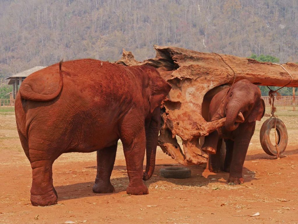 Rundreise Nordthailand spielender-baby-elefant-chiang-mai-mit-kindern-top-10-highlights-suedostasien-mit-kindern
