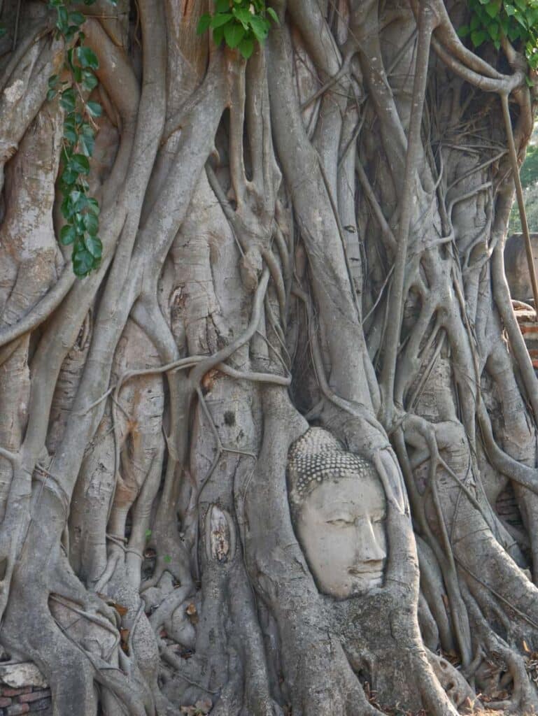 Unvergessliche Nordthailand Rundreise: Highlights auf der Zugreise von Bangkok nach Chiang Mai buddha-kopf-baum-sehenswuerdigkeiten-norden-thailand