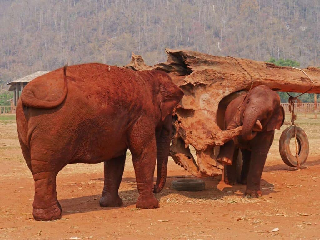 Unvergessliche Nordthailand Rundreise: Highlights auf der Zugreise von Bangkok nach Chiang Mai elefantencamp chiang mai nordthailand rundreise