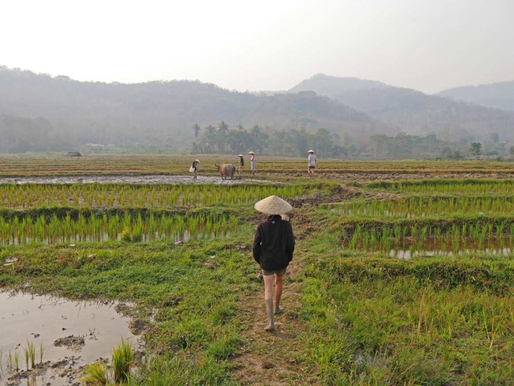 Laos mit Kindern - mit dem Slowboat nach Luang Prabang living-land-farm-reisfarm-luang-prabang-mit-kindern-top-10-highlights-suedostasien-mit-kindern