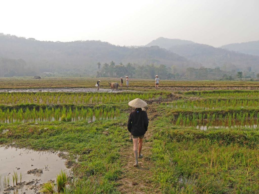 living-land-farm-reisfarm-luang-prabang-mit-kindern-top-10-highlights-suedostasien-mit-kindern