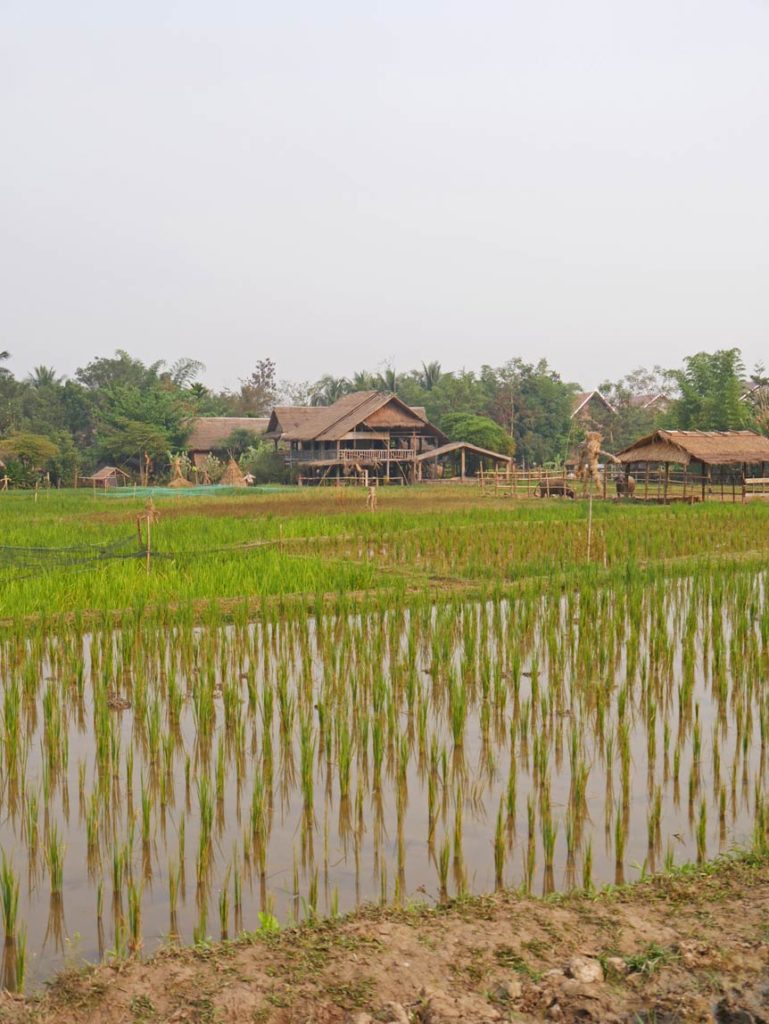 Laos mit Kindern - mit dem Slowboat nach Luang Prabang reisfelder-laos-luang-prabang-mit-kindern
