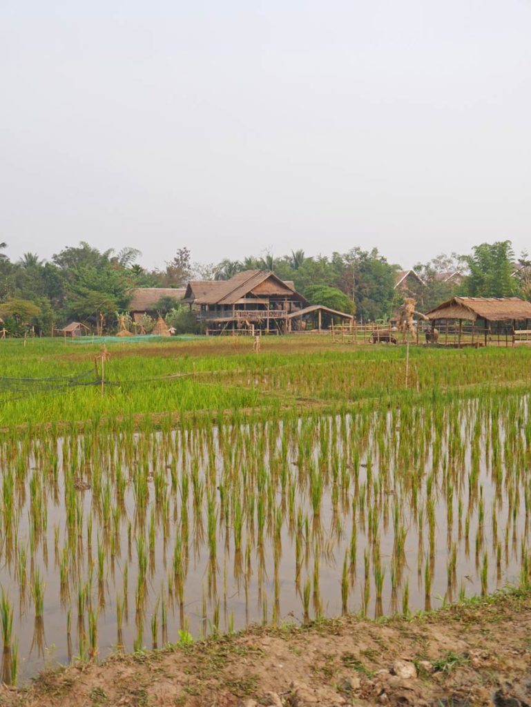 reisfelder-laos-luang-prabang-mit-kindern