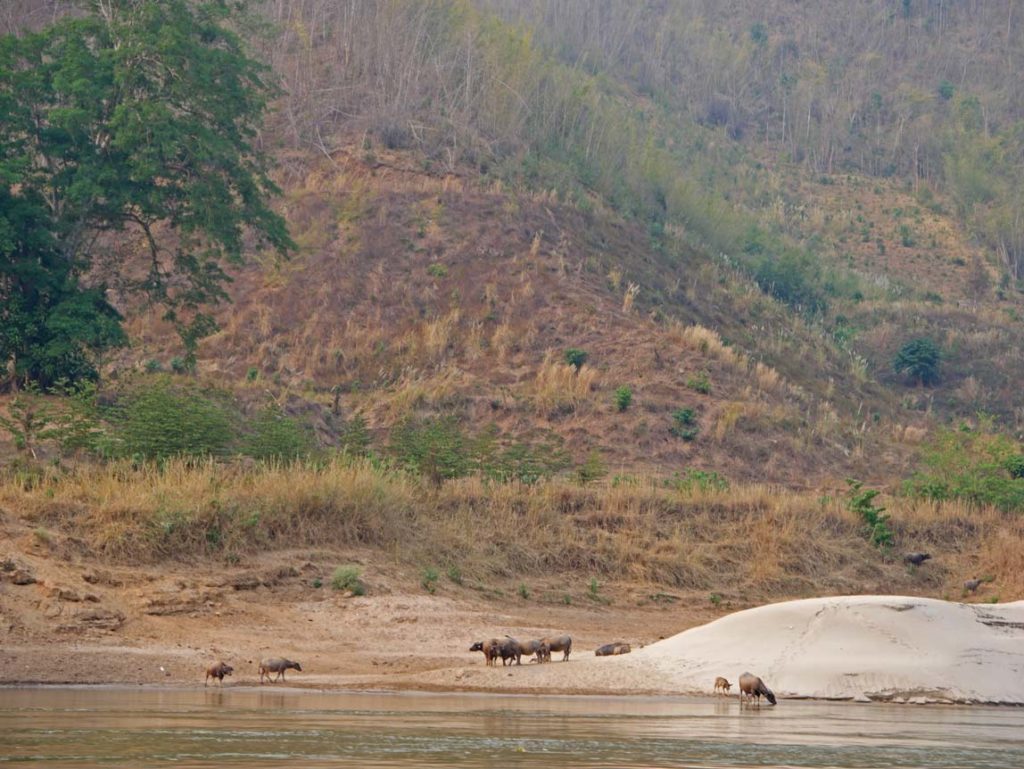 wasserbueffel slowboat mekong laos mit kindern