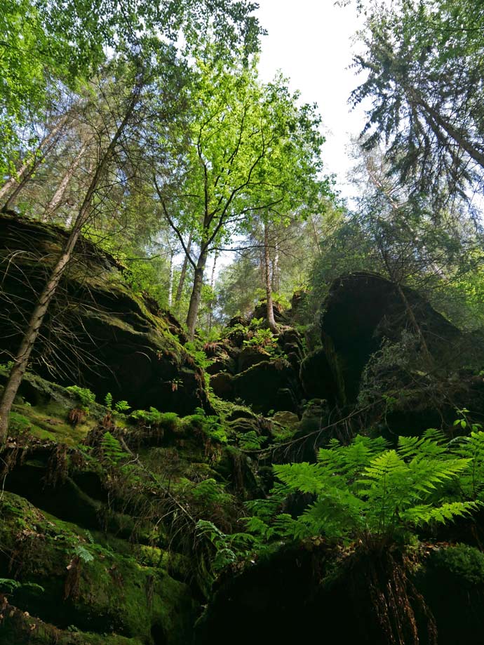 uttewalder-grund-schlucht-saechsische-schweiz-mit-kindern